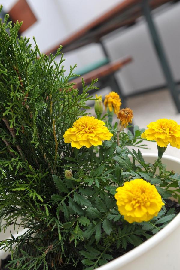 Ondina Apartments プーラ エクステリア 写真